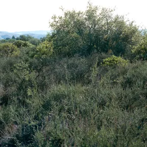Chaparral, Burton Mesa, just West of Rucker Road, Santa Barbara County