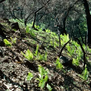 Dryopteris arguta, burn along road to Toro Canyon Park, Santa Barbara County