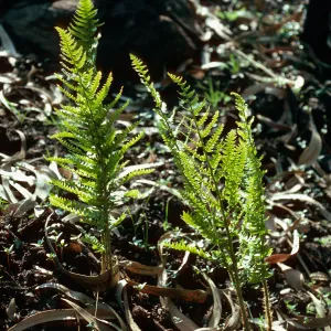 Dryopteris arguta, burn along road to Toro Canyon Park, Santa Barbara County