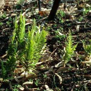 Dryopteris arguta, burn along road to Toro Canyon Park, Santa Barbara County