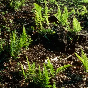 Dryopteris arguta, burn along road to Toro Canyon Park, Santa Barbara County