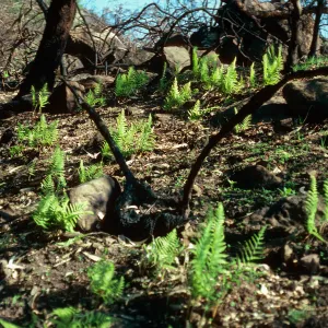 Dryopteris arguta, burn along road to Toro Canyon Park, Santa Barbara County