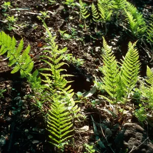 Dryopteris arguta, burn along road to Toro Canyon Park, Santa Barbara County