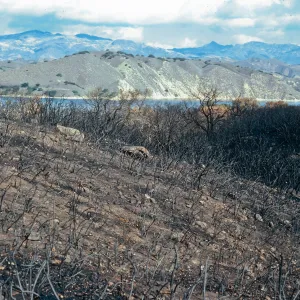 Lake Cachuma burn, at road to Bradbury Dam overview, Santa Barbara County