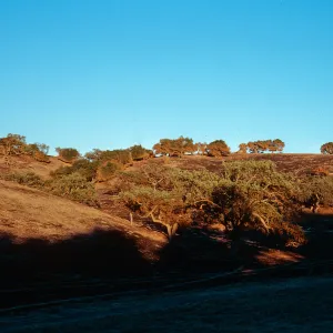 burn on Highway 154, just East of Highway 101, Santa Barbara County