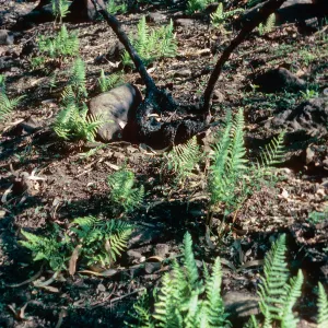 Dryopteris arguta, burn, along road to Toro Canyon Park, Santa Barbara County