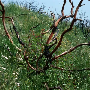 burn - Rhus Laurina, Encinal Canyon Road, Santa Monica Mountains, Los Angeles County