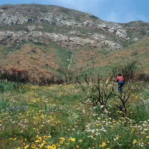 burn of Fall, 1978, Encinal Canyon Road, Santa Monica Mountains, Los Angeles County