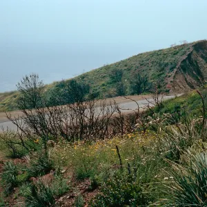 burn of Fall, 1978, Encinal Canyon Road, Santa Monica Mountains, Los Angeles County