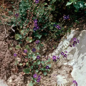 Phacelia, Encinal Canyon Road, Santa Monica Mountains, Los Angeles County