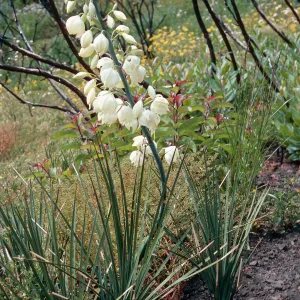 Yucca whipplei, burn of Fall, 1978, Encinal Canyon Road, Santa Monica Mountains, Los Angeles County