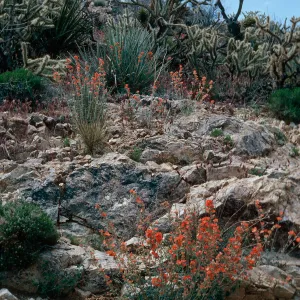 Sphaeralcea, Cedar Canyon Road, Mid Hills, Mojave National Preserve, San Bernardino County