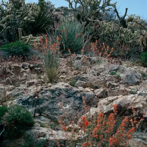 Sphaeralcea, Cedar Canyon Road, Mid Hills, Mojave National Preserve, San Bernardino County