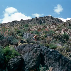 Cedar Canyon Road, Mid Hills, Mojave National Preserve, San Bernardino County