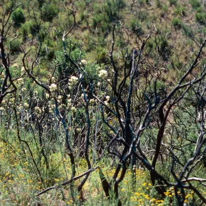 Dicentra ochroleuca, burn at West end of Laurel Springs Ranch, Painted Cave Road, Santa Barbara County