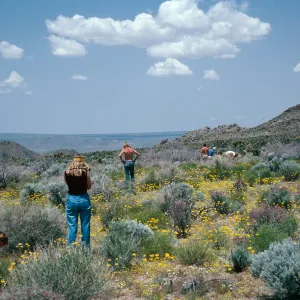 Providence Mountains, near Dawes, Mojave National Preserve, San Bernardino County