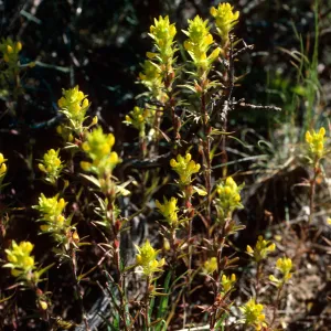 Orthocarpus ?, road to Halfmoon Camp, South of Leadville, Colorado