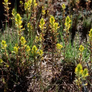 Orthocarpus ?, road to Halfmoon Camp, South of Leadville, Colorado