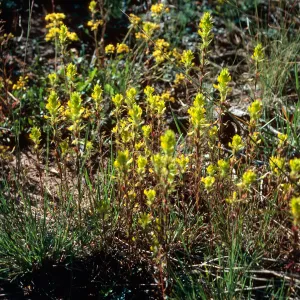 Orthocarpus ?, road to Halfmoon Camp, South of Leadville, Colorado