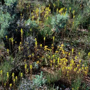 Orthocarpus ?, road to Halfmoon Camp, South of Leadville, Colorado