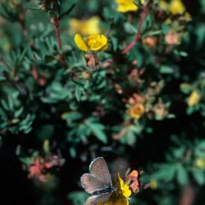 Potentilla fruticosa, Highway 82, East of Aspen, Colorado