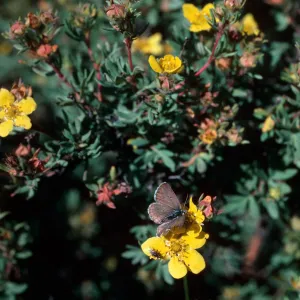 Potentilla fruticosa, Highway 82, East of Aspen, Colorado