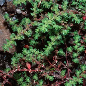 Herniaria cinerea, El Portal, Yosemite National Park, Mariposa County