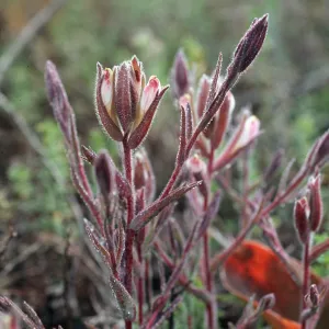 Cordylanthus maritimus, Carpinteria Salt Marsh, Santa Barbara County