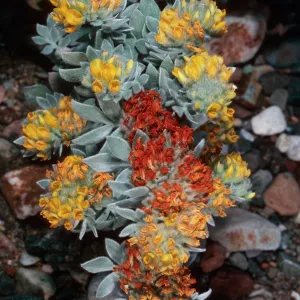Lotus argophyllus niveus, Central Valley, near field station, Santa Cruz Island