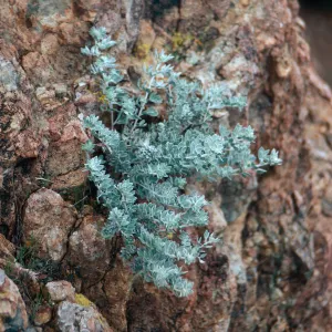 Lotus argophyllus niveus, rocky knob, West of Cascada, Santa Cruz Island