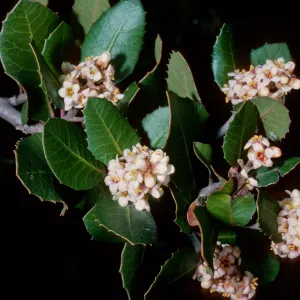 Rhus integrifolia Santa Barbara Botanic Garden