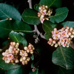 Rhus integrifolia Santa Barbara Botanic Garden