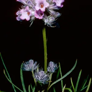 Eriodictyon capitatum, Santa Barbara Botanic Garden