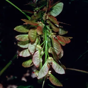 Acer, Santa Barbara Botanic Garden