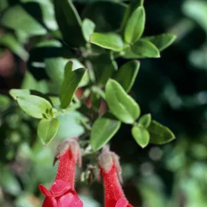Galvezia speciosa, Santa Barbara Botanic Garden