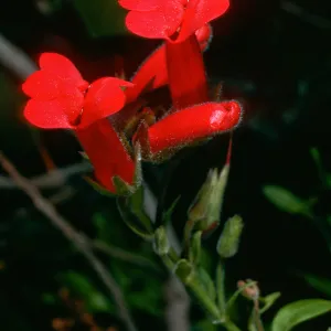 Galvezia speciosa, Santa Barbara Botanic Garden