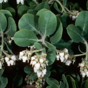 Arctostaphylos confertiflora (Santa rosa island manzanita), Santa Barbara Botanic Garden