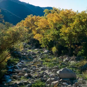 Populus fremontii, Highway 33