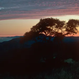 view of Santa Rosa Island sunset, Quercus pacifica, South Ridge Road, Santa Cruz Island