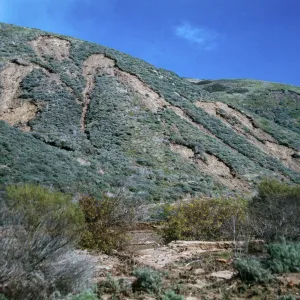 erosion, Coastal Sage Scrub, CaÃ±ada Cedada, Santa Cruz Island