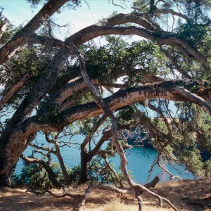 Autograph Tree, Pelican Bay, Santa Cruz Island