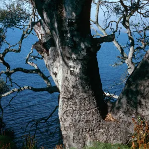 Autograph Tree, Pelican Bay, Santa Cruz Island