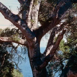 Autograph Tree, Pelican Bay, Santa Cruz Island