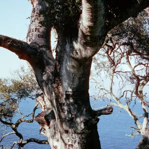 Autograph Tree, Pelican Bay, Santa Cruz Island