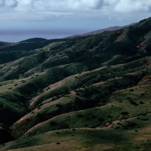 South end, old road to CaÃ±ada Del Aguaje Springs, Santa Cruz Island