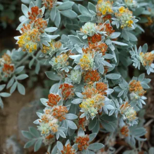 Lotus argophyllus niveus, CaÃ±ada Del Puerto, Santa Cruz Island