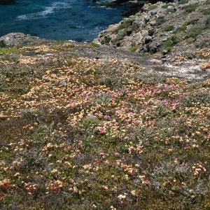 Dudleya nesiotica, Fraser Point, Santa Cruz Island