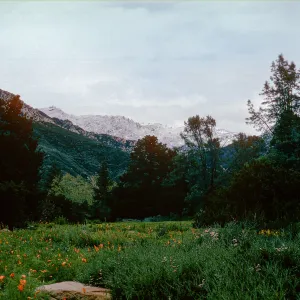 snow on Santa Ynez Mountains, meadow, Santa Barbara Botanic Garden