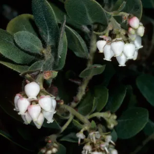 Arctostaphylos confertiflora (Santa rosa island manzanita), Santa Barbara Botanic Garden