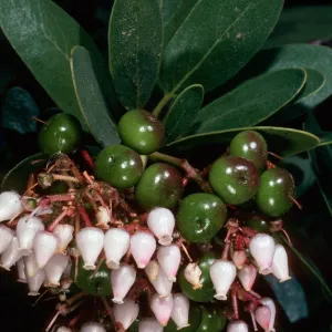 Arctostaphylos insularis â€˜Canyon Sparkles', Acc.#80-179 A, Grid I- 30, Arroyo Section, Santa Barbara Botanic Garden